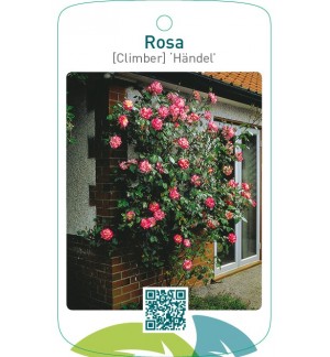 Rosa [Climber] ‘Händel’