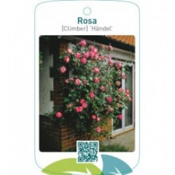 Rosa [Climber] ‘Händel’