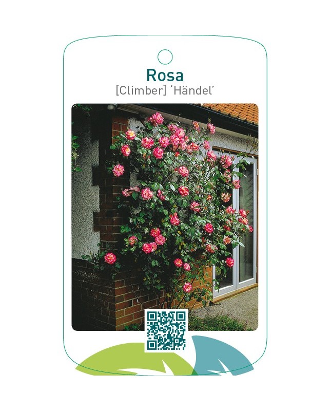 Rosa [Climber] ‘Händel’