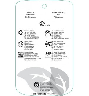 Etichette di Rosa [Climber] ‘Händil’ *
