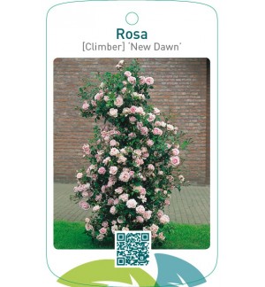 Rosa [Climber] ‘New Dawn’