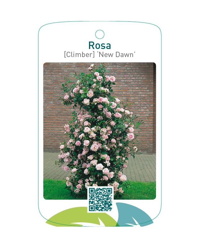 Rosa [Climber] ‘New Dawn’