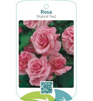 Rosa [Hybrid Tea]  roze