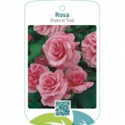 Rosa [Hybrid Tea]  roze