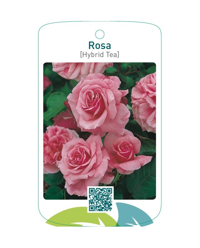 Rosa [Hybrid Tea]  roze