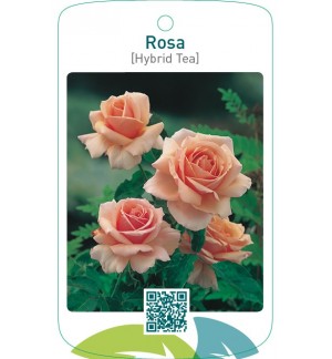 Rosa [Hybrid Tea]  zalm