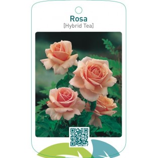 Rosa [Hybrid Tea]  zalm
