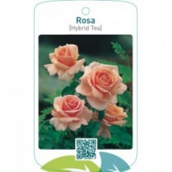 Rosa [Hybrid Tea]  zalm