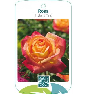 Rosa [Hybrid Tea]  rood/geel