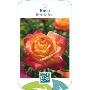 Rosa [Hybrid Tea]  rood/geel
