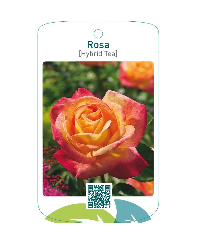 Rosa [Hybrid Tea]  rood/geel