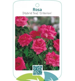 Rosa [Hybrid Tea] ‘Criterion’