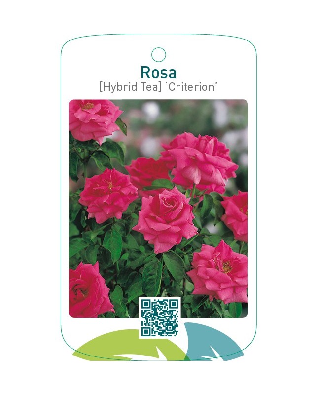 Rosa [Hybrid Tea] ‘Criterion’