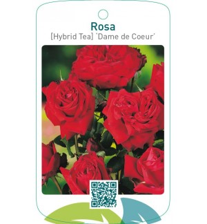 Rosa [Hybrid Tea] ‘Dame de Cœur’