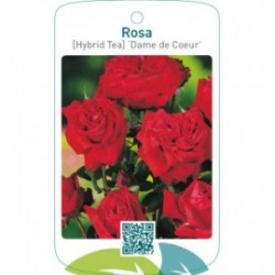 Rosa [Hybrid Tea] ‘Dame de Cœur’