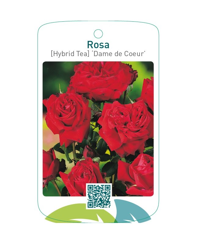 Rosa [Hybrid Tea] ‘Dame de Cœur’