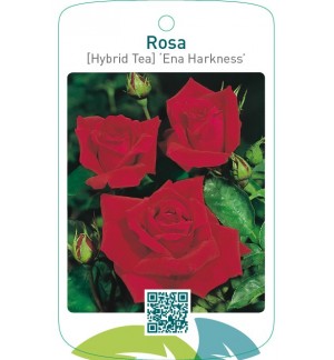 Rosa [Hybrid Tea] ‘Ena Harkness’