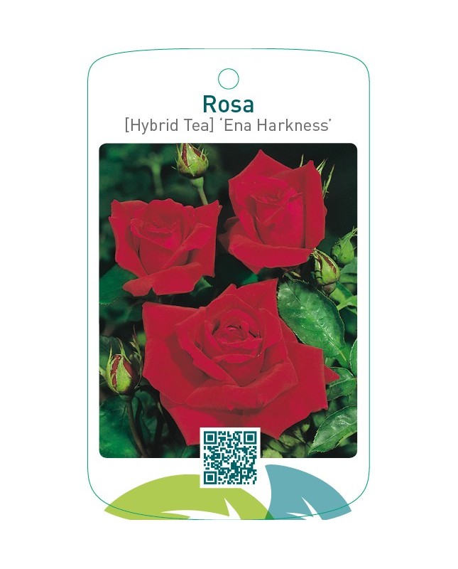 Rosa [Hybrid Tea] ‘Ena Harkness’