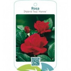 Rosa [Hybrid Tea] ‘Hanne’