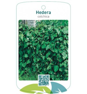 Hedera colchica *