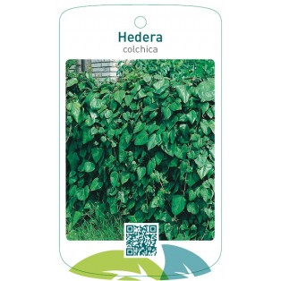 Hedera colchica *