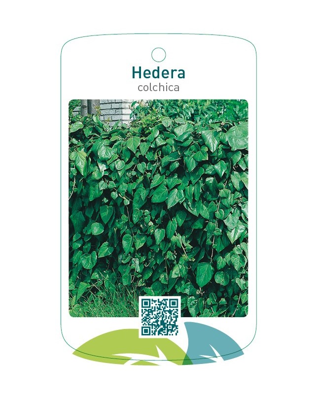 Hedera colchica *