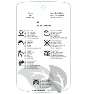 Etichette di Hedira colchica * *