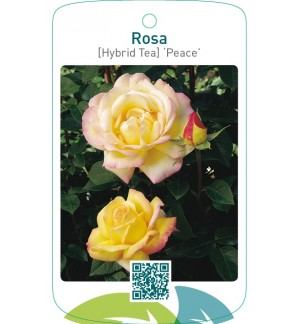 Rosa [Hybrid Tea] ‘Peace’