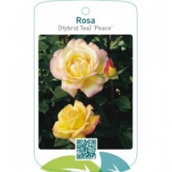 Rosa [Hybrid Tea] ‘Peace’