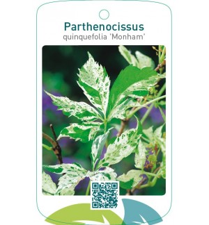 Parthenocissus quinquefolia ‘Monham’