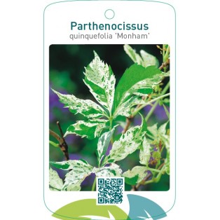 Parthenocissus quinquefolia ‘Monham’