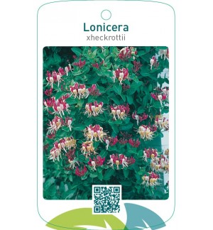 Lonicera xheckrottii