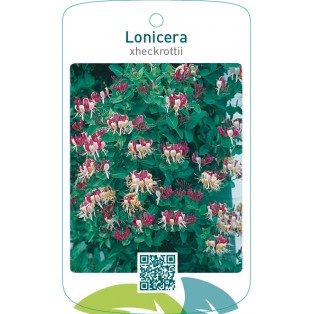 Lonicera xheckrottii