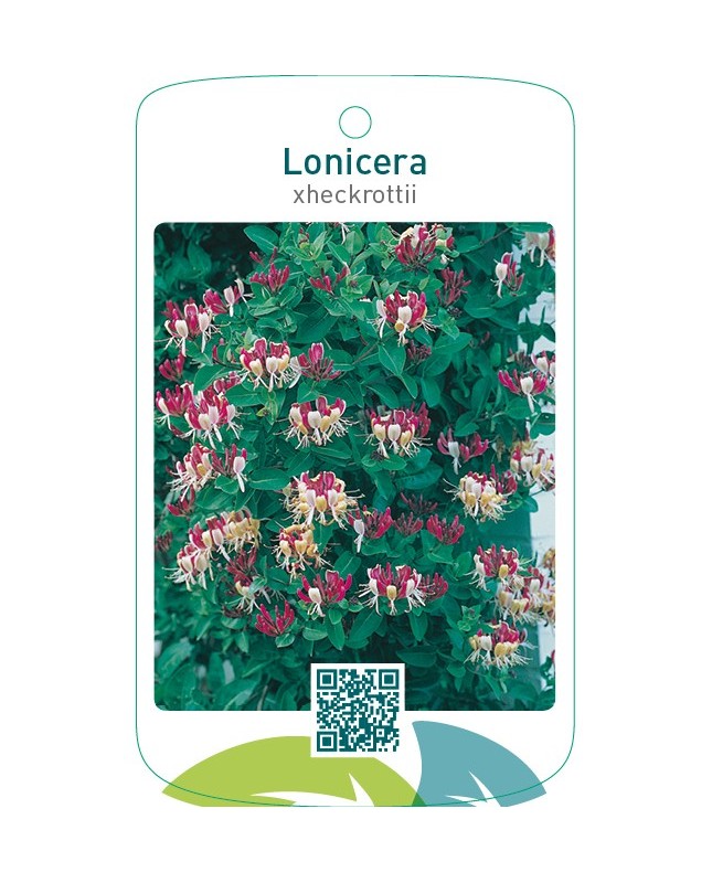 Lonicera xheckrottii