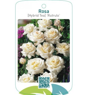 Rosa [Hybrid Tea] ‘Rutrulo’