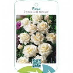 Rosa [Hybrid Tea] ‘Rutrulo’