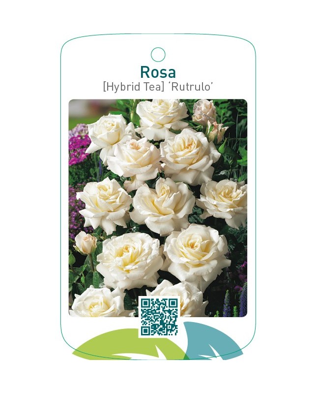 Rosa [Hybrid Tea] ‘Rutrulo’