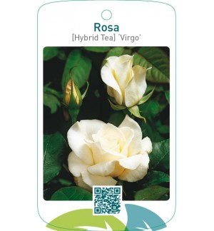 Rosa [Hybrid Tea] ‘Virgo’