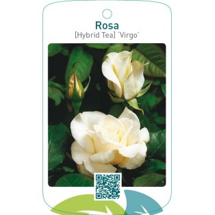 Rosa [Hybrid Tea] ‘Virgo’