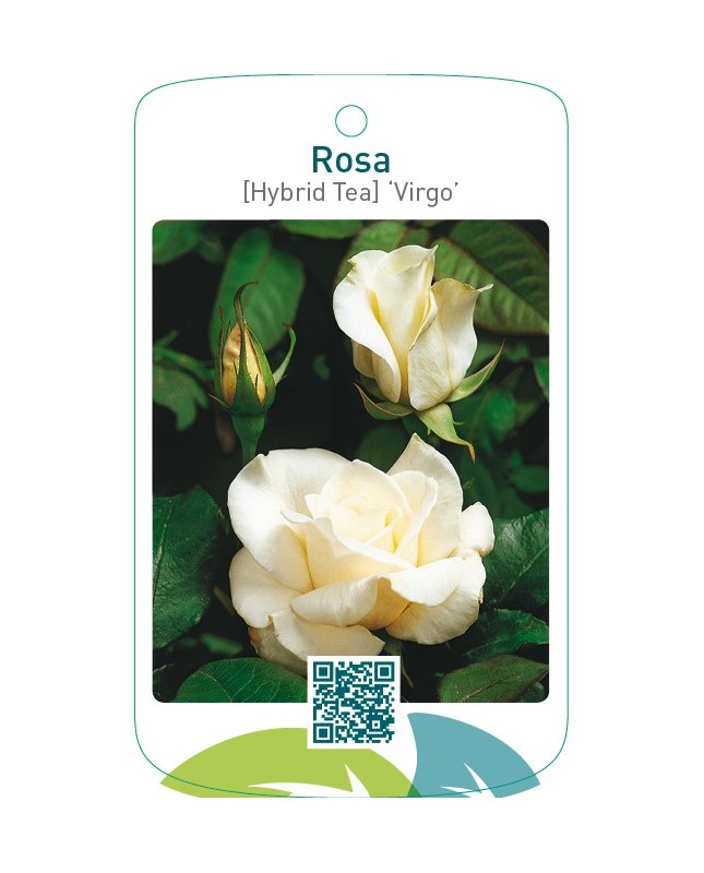 Rosa [Hybrid Tea] ‘Virgo’