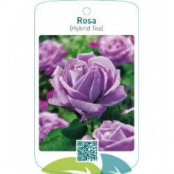 Rosa [Hybrid Tea]  blauw