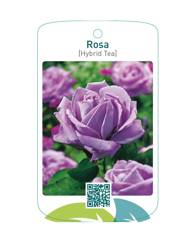 Rosa [Hybrid Tea]  blauw