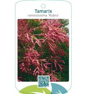 Tamarix ramosissima ‘Rubra’