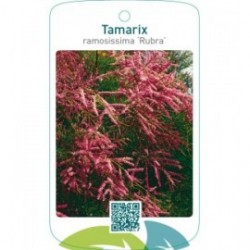 Tamarix ramosissima ‘Rubra’