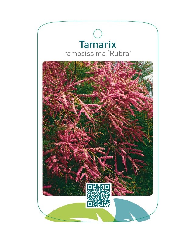 Tamarix ramosissima ‘Rubra’