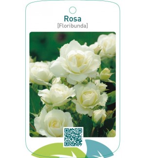 Rosa [Floribunda]  wit
