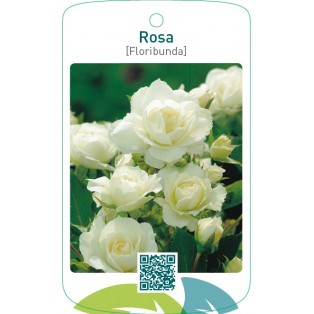 Rosa [Floribunda]  wit