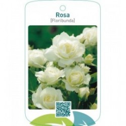 Rosa [Floribunda]  wit