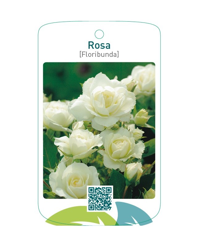 Rosa [Floribunda]  wit