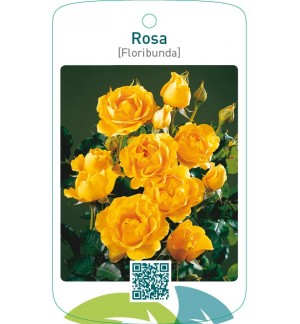 Rosa [Floribunda]  donkergeel